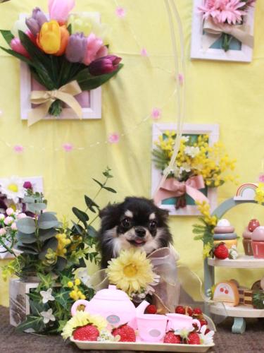 20230323プリンちゃん